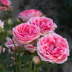 Sunrosa Fragrant Pink -Pixies Gardens shop1877