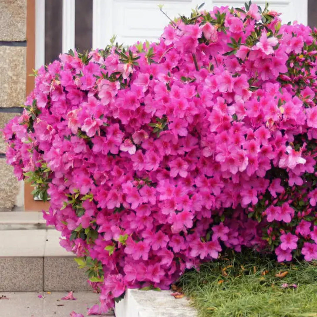 Judge Solomon Azalea 4 Judge Solomon Azalea - Image 4