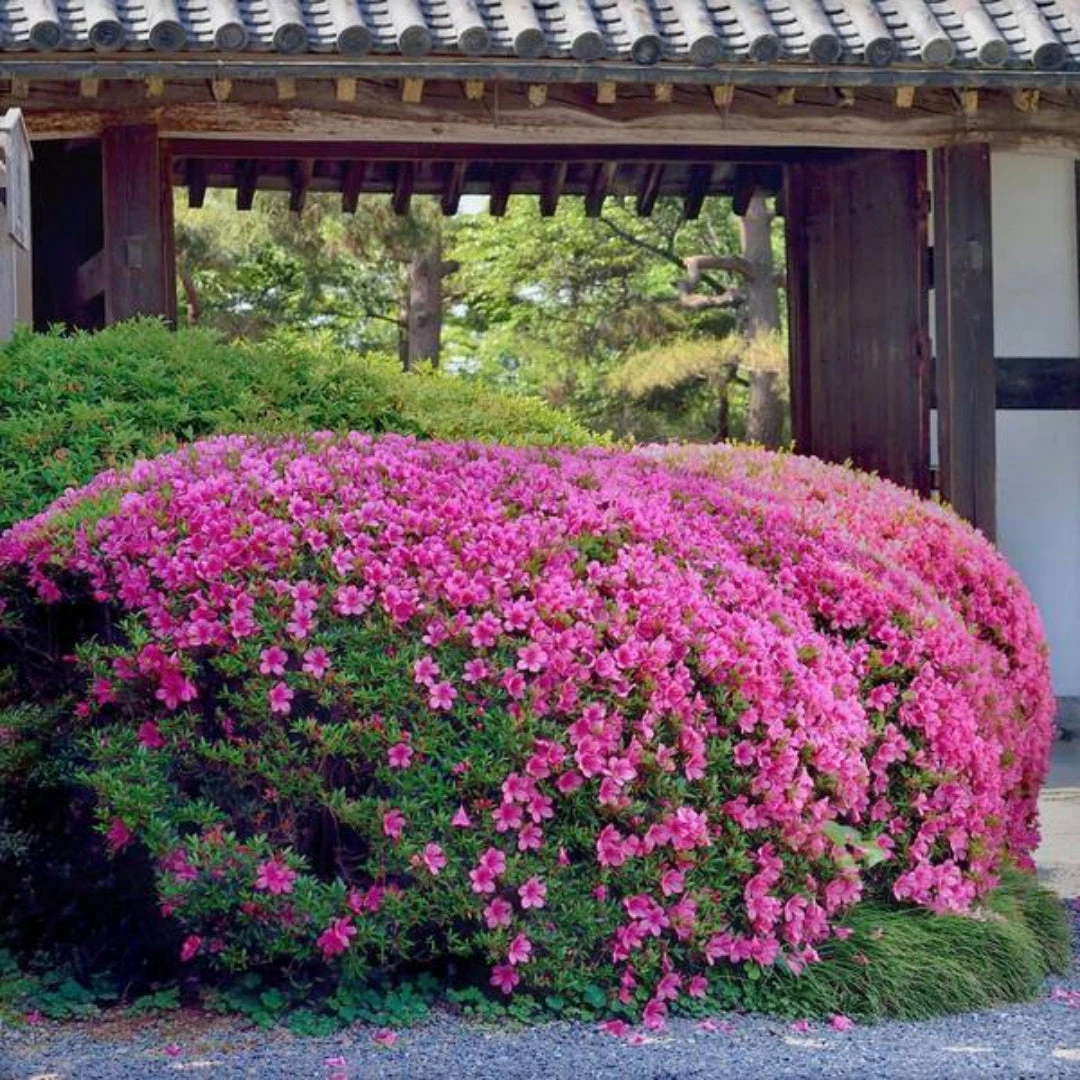 Judge Solomon Azalea 3 Judge Solomon Azalea - Image 3