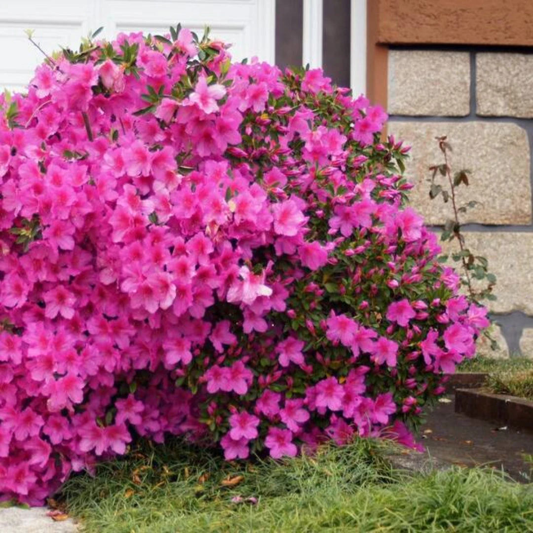 Judge Solomon Azalea 1 Judge Solomon Azalea