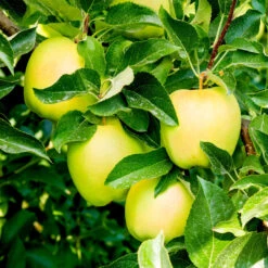 Golden Delicious Apple Tree -Pixies Gardens shutterstock 125334608 64669