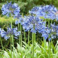 Agapanthus Blue (Lily Of The Nile)