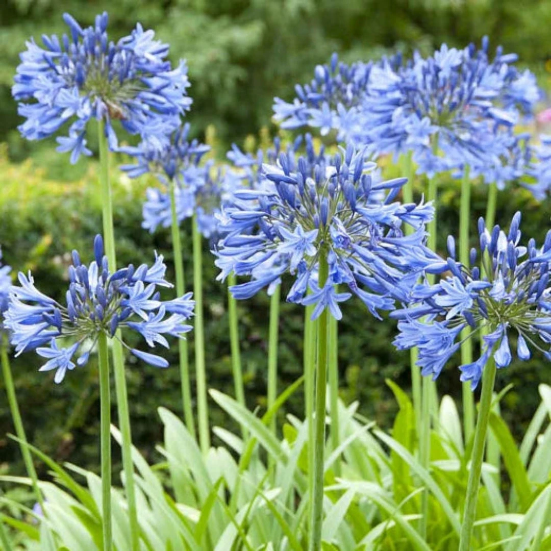 Agapanthus Blue (Lily Of The Nile) 1 Agapanthus Blue (Lily Of The Nile)