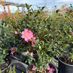 Slim N Trim Camellia -Pixies Gardens slimntrimcamellia 1