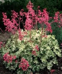 Heuchera Snow Angel