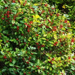 Southern Gentleman Holly 7 Southern Gentleman Holly -Pixies Gardens southern gentleman winterberry holly 1 600x600 1