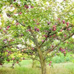 Byrongold Plum Tree 8 Byrongold Plum Tree -Pixies Gardens southern living fruit trees plubyr07g 64 600