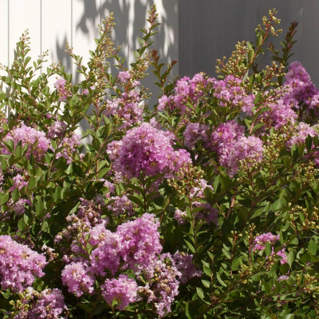 Crape Myrtle Early Bird Lavender 1 Crape Myrtle Early Bird Lavender