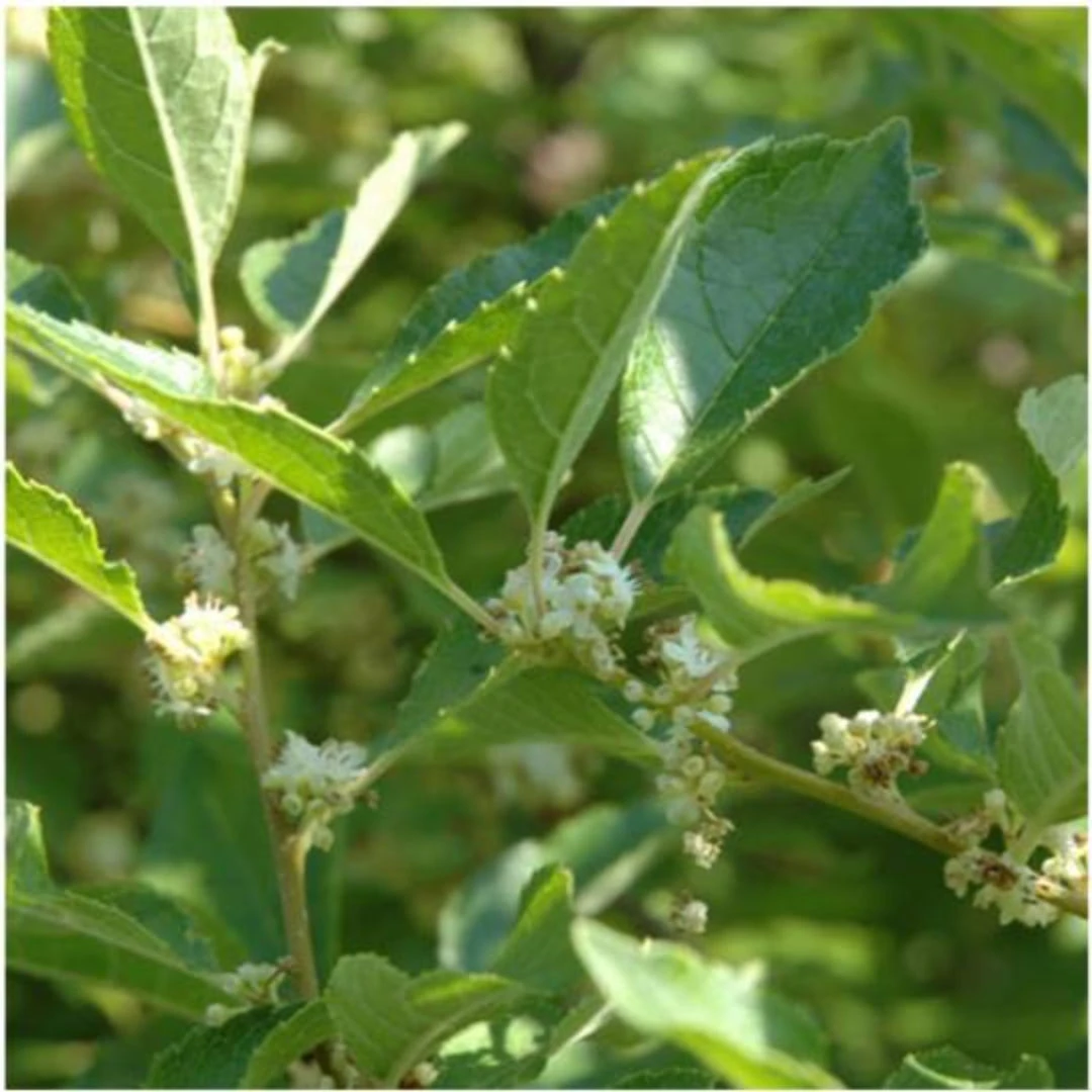 Southern Gentleman Holly 2 Southern Gentleman Holly - Image 2