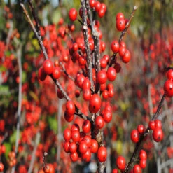 Flash Holly -Pixies Gardens sparkleberry 2