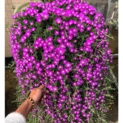 Purple Iceplant Hanging Basket -Pixies Gardens succulent plants er 360 e1 600