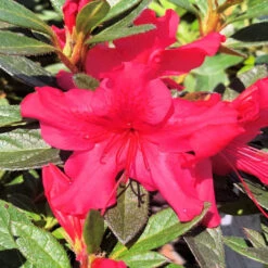 Autumn Sundance Encore Azalea -Pixies Gardens sundance