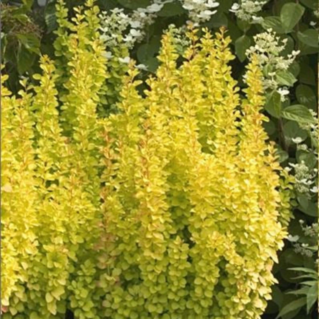 Sunjoy Gold Pillar Barberry 1 Sunjoy Gold Pillar Barberry
