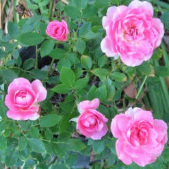 Sunrosa Fragrant Pink -Pixies Gardens sunrosa rose fragrant pink 3