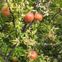 Russian Pomegranate Tree - Cold Hardy 8 Russian Pomegranate Tree - Cold Hardy -Pixies Gardens th 137a91d0 289b 43a7 a577 70cc3da6b36e