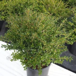 Green Luster Holly 13 Green Luster Holly -Pixies Gardens th 2502ba41 5dcd 43e5 a6ac 5473e1e4ad29