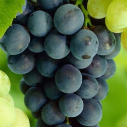 Glenora Blue Seedless Grapes -Pixies Gardens th 41320387 ef29 46e5 a829 d9beb9d417d7