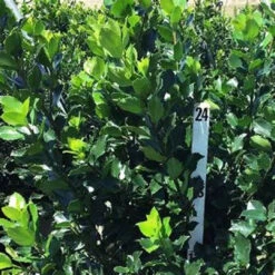 Blue Stallion Holly Multifunctional Evergreen -Pixies Gardens th 4911e114 bd7b 4a24 a787 37cd09a3b99f