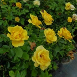 Gilded Sun Rose 11 Gilded Sun Rose -Pixies Gardens th 4c9dee5e 3902 41f5 a464 2b3d321076c5