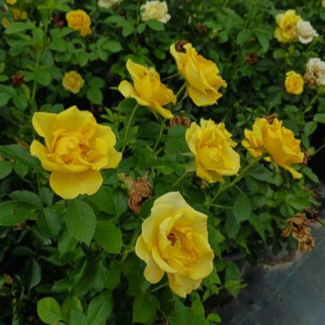 Gilded Sun Rose 4 Gilded Sun Rose - Image 4