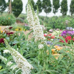 White Profusion Butterfly Bush -Pixies Gardens th 52