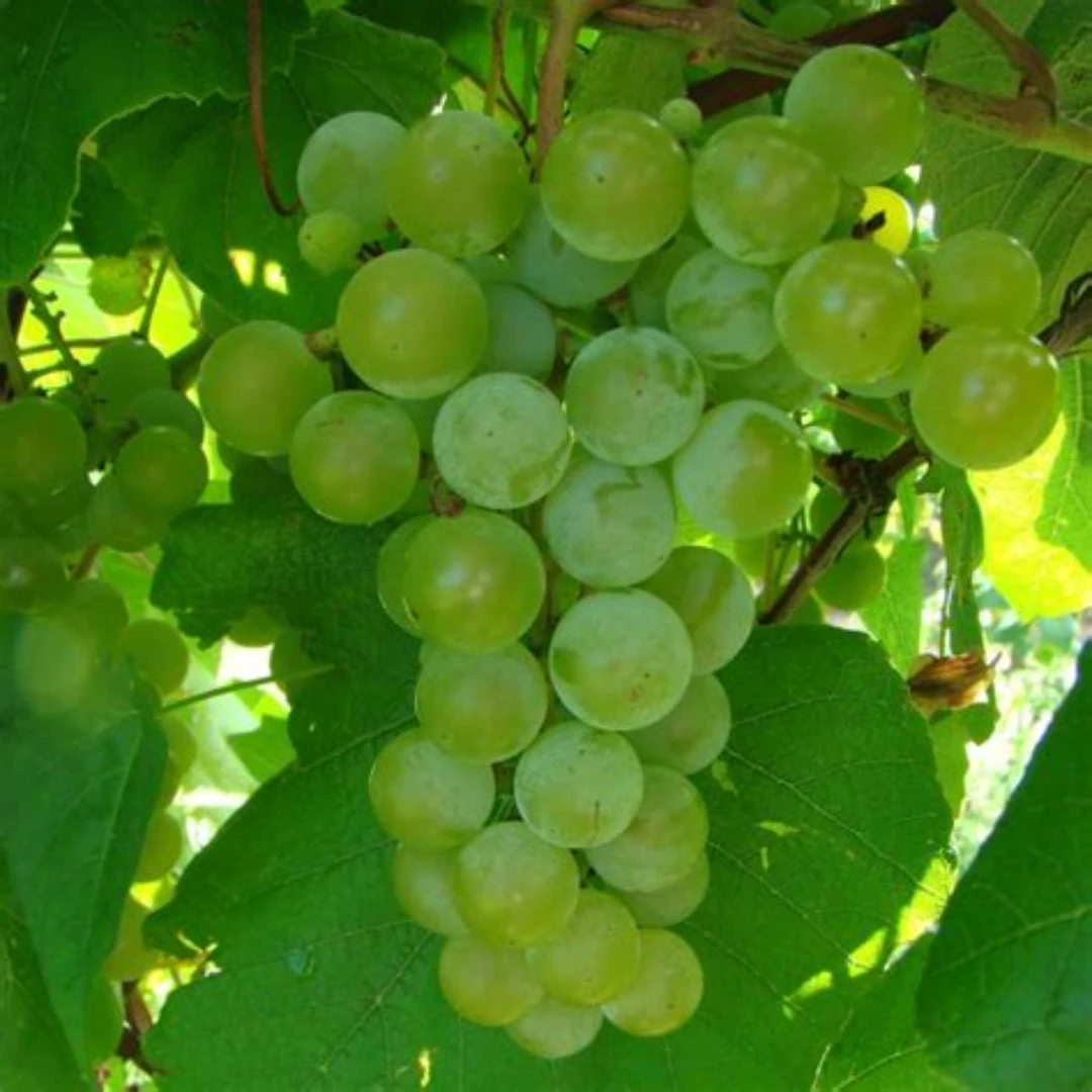 Edelweiss White Seeded Grape 5 Edelweiss White Seeded Grape - Image 5