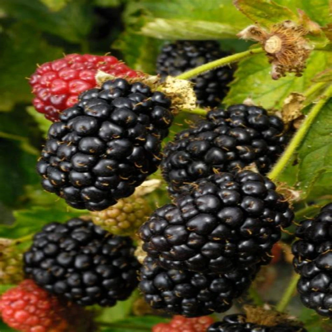 Prime Ark 45 Blackberry 6 Prime Ark 45 Blackberry - Image 6