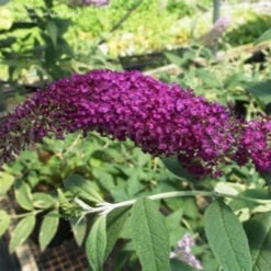 Attraction Butterfly Bush -Pixies Gardens th 63