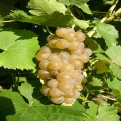Seyval Blanc Wine Grape 12 Seyval Blanc Wine Grape -Pixies Gardens th 759962cb 2e94 436b ad37 1fc1d55eab0e