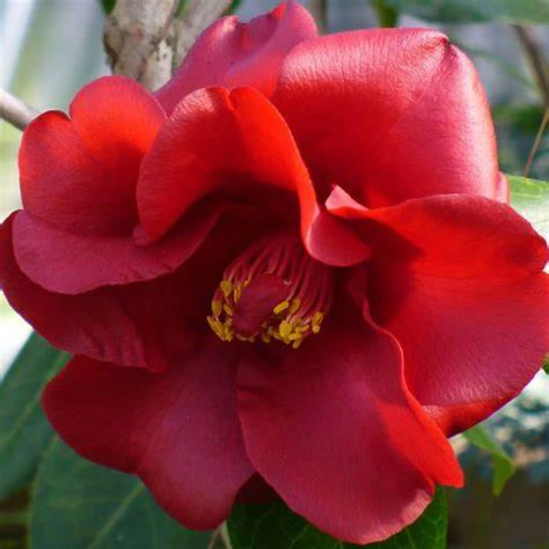 Camellia Flame-Showy Red Round Blooms 1 Camellia Flame-Showy Red Round Blooms