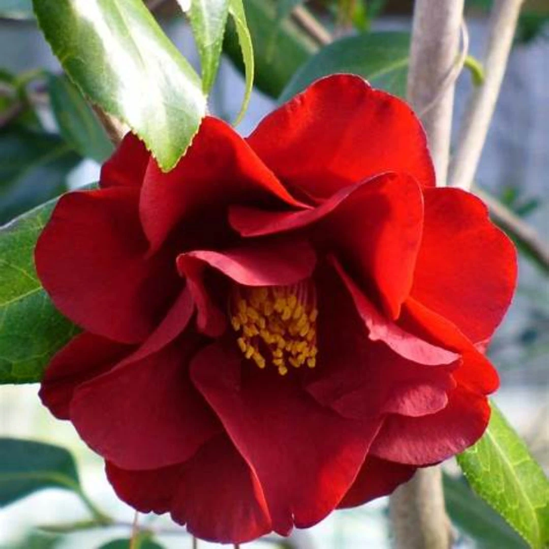 Camellia Flame-Showy Red Round Blooms 2 Camellia Flame-Showy Red Round Blooms - Image 2