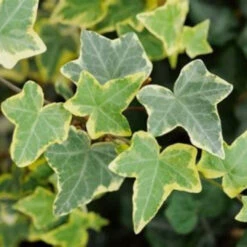 Gold Child' Gold Variegated Ivy 10 Count Flat Of 4" Pots -Pixies Gardens th 8b261d78 2e93 477c adb7 e04797b7b3ec