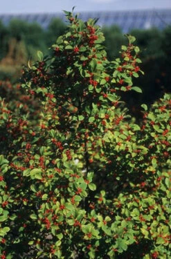 Flash Holly -Pixies Gardens th 902a74b5 1878 499e 8009 39251ee11424