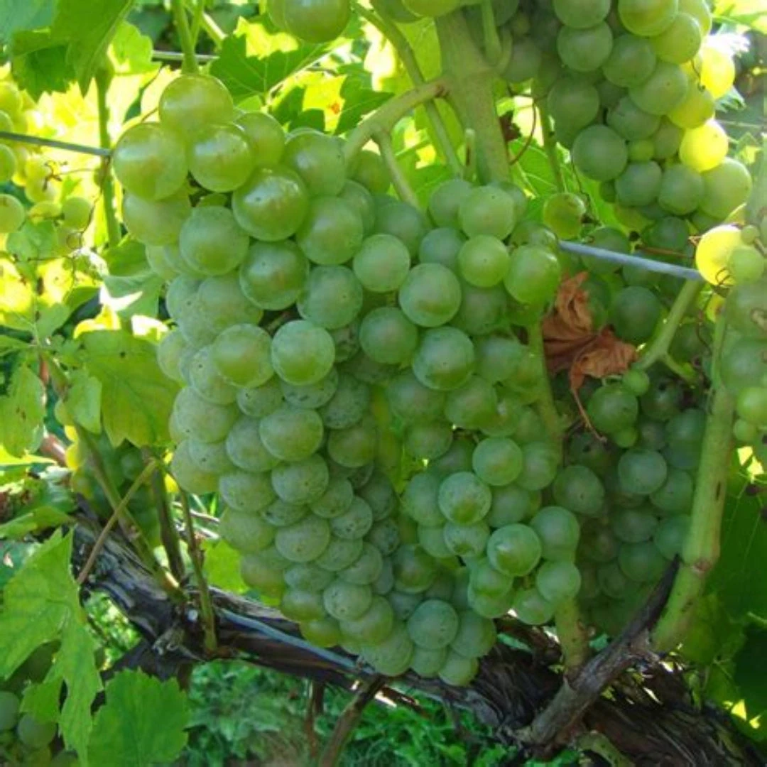Seyval Blanc Wine Grape 3 Seyval Blanc Wine Grape - Image 3