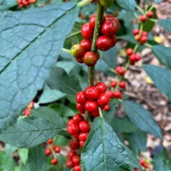 Winter Red Winterberry Holly Is The Cold Hardiest Of All Holly Varieties. -Pixies Gardens th b3610604 8539 408d 952e 456bd43200c3