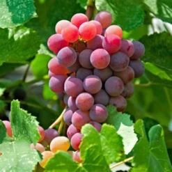 Vanessa Seedless Grapes 10 Vanessa Seedless Grapes -Pixies Gardens th b554018d c500 43fe 80f2 d967947b121e