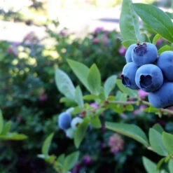 Delite Blueberry Bush -Pixies Gardens th bdf9e160 1db7 4f2a a68a 935a37b85807