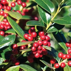 Needlepoint Holly Shrub