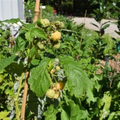 Fall Gold Raspberry -Pixies Gardens th c68cdf79 2143 4a6f 9de2 f7d96a9e5f3d