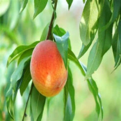 Harvester Peach Tree -Pixies Gardens th f7766654 3d86 4c12 8405 8c990f2c3459