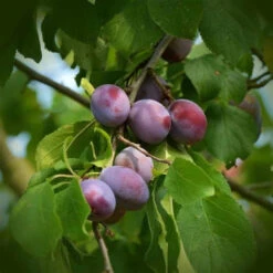 Methley Plum Tree -Pixies Gardens th fd267cf8 13c4 419d 8dd6 8617e13ee1a6