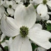 Cherokee Princess White Dogwood Tree