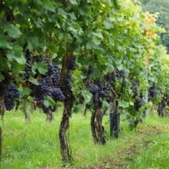 Champanelle Grape Vine 10 Champanelle Grape Vine -Pixies Gardens tree plant grape vineyard fruit flower food produce crop blue climber agriculture pods vines berries shrub grapes fruits plantation winegrowing flowering plant vitis wine berries viti