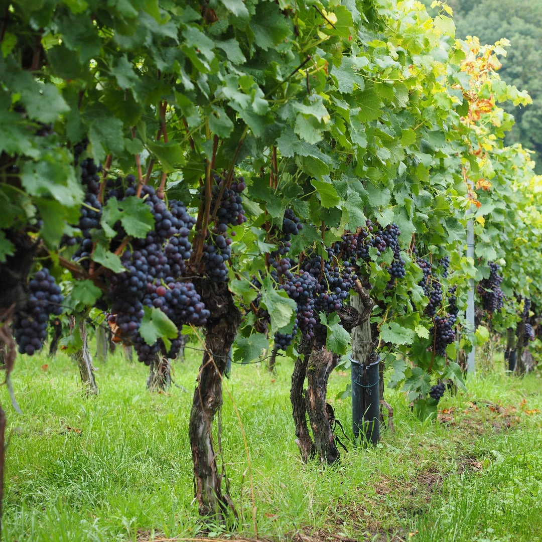 Champanelle Grape Vine 4 Champanelle Grape Vine - Image 4