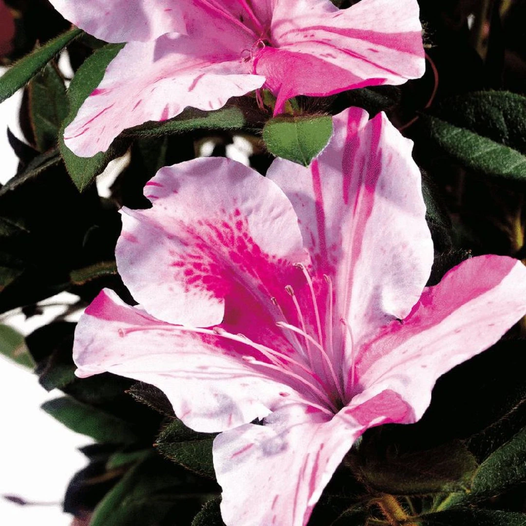 Encore Azalea Autumn Twist 1 Encore Azalea Autumn Twist