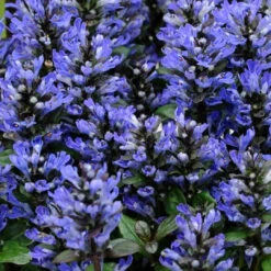 Ajuga Reptans Blueberry Muffin -Pixies Gardens uk dispthumb