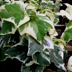 Gold Child' Gold Variegated Ivy 10 Count Flat Of 4" Pots -Pixies Gardens unnamed