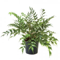 Japanese Holly Fern Cyrtomium Falcatum 'Rochfordianum' -Pixies Gardens unnamed f2c71c9c 85d9 4d97 b56c 9a2e6aba5bc9