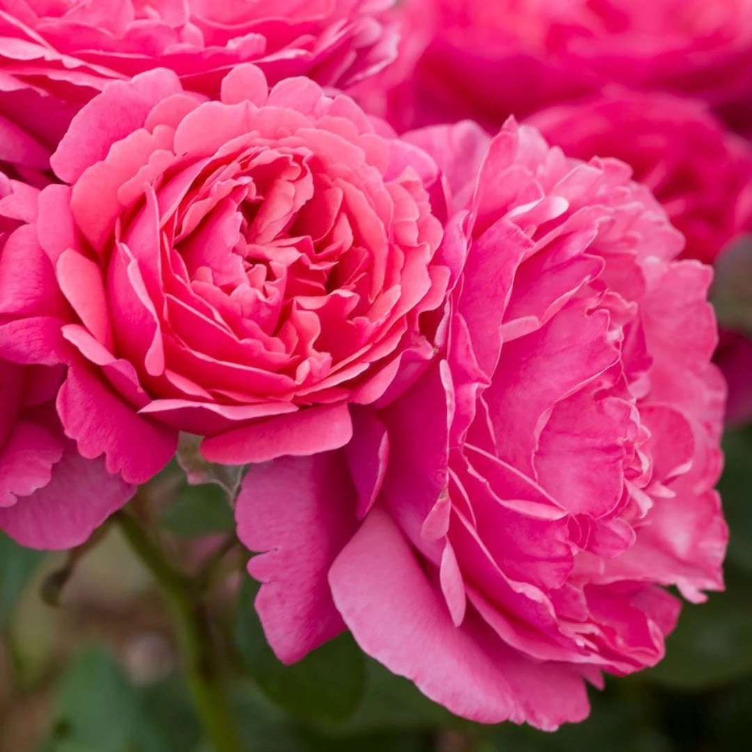 Dee-Lish Hybrid Tea Rose 6 Dee-Lish Hybrid Tea Rose - Image 6