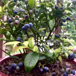 Top Hat Blueberry Bush